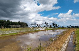 Tanah Komersial Dijual di Licin Banyuwangi 3690m2 Tanah Komersial Dijual di Licin Banyuwangi 3690m2