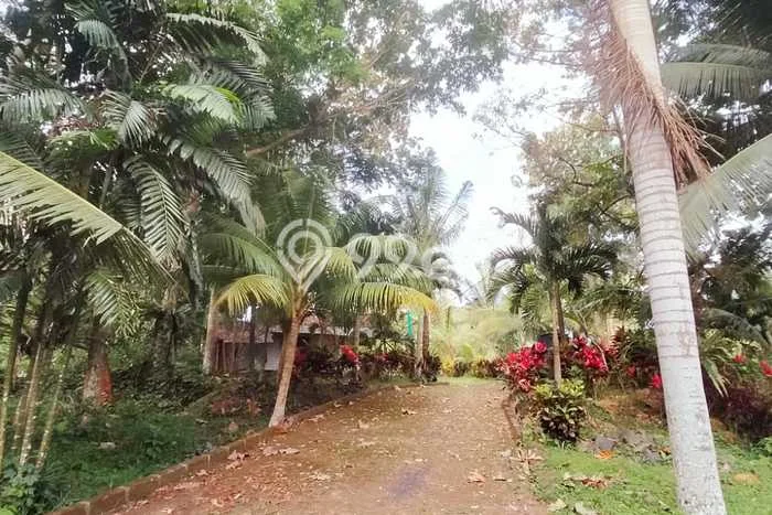 Lahan Dijual Lokasi Licin, Banyuwangi dengan Luas Tanah 39520m2 dan Status SHM Lahan Dijual Lokasi Licin, Banyuwangi dengan Luas Tanah 39520m2 dan Status SHM