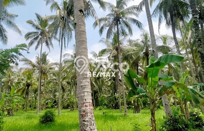 Jarang Ada! Tanah di Kalipuro Punya Luas 38000m2 SHM Jarang Ada! Tanah di Kalipuro Punya Luas 38000m2 SHM