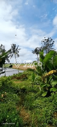 Jarang Ada! Tanah di Blimbingsari Punya Luas 14156m2 SHM Jarang Ada! Tanah di Blimbingsari Punya Luas 14156m2 SHM