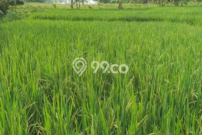 Kavling Tanah Dijual di Glagah Banyuwangi Spesifikasi 2500m2 Kavling Tanah Dijual di Glagah Banyuwangi Spesifikasi 2500m2