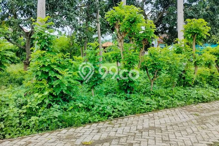 Tanah untuk Dijual di Kalipuro Banyuwangi Luas 189m2 Tanah untuk Dijual di Kalipuro Banyuwangi Luas 189m2