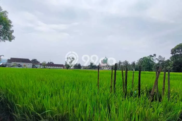 Tanah untuk Dijual Lokasi Blimbingsari, Banyuwangi Luas 8410m2 SHM Tanah untuk Dijual Lokasi Blimbingsari, Banyuwangi Luas 8410m2 SHM
