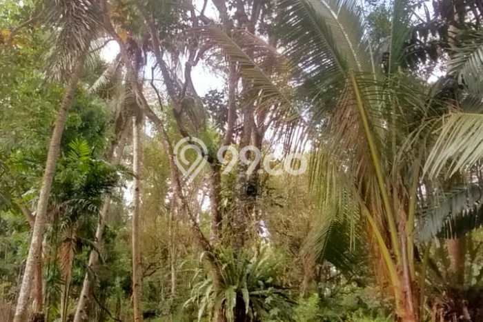 Lahan Dijual Lokasi Licin, Banyuwangi dengan Luas Tanah 39520m2 dan Status SHM Lahan Dijual Lokasi Licin, Banyuwangi dengan Luas Tanah 39520m2 dan Status SHM