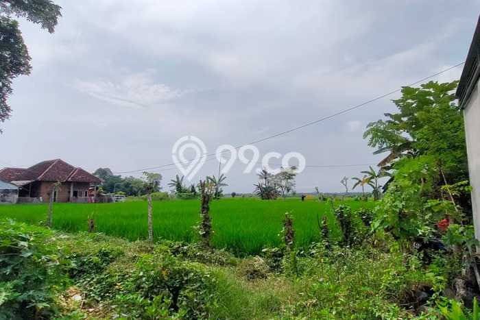 Tanah Kavling untuk Dijual di Blimbingsari Banyuwangi 4070m2 Tanah Kavling untuk Dijual di Blimbingsari Banyuwangi 4070m2