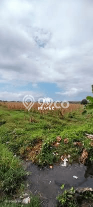 Jarang Ada! Tanah di Blimbingsari Punya Luas 14156m2 SHM Jarang Ada! Tanah di Blimbingsari Punya Luas 14156m2 SHM