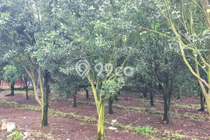 Tanah Dijual Lokasi Dau Malang SHM Tanah Dijual Lokasi Dau Malang SHM