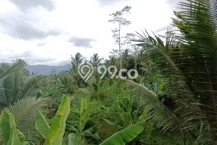 Tanah Kosong Dijual di Trenggalek dengan Area 4036m2 Tanah Kosong Dijual di Trenggalek dengan Area 4036m2