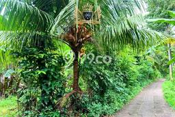 Tanah Siap Bangun Dijual di Buleleng Punya Luas 3400m2 Tanah Siap Bangun Dijual di Buleleng Punya Luas 3400m2