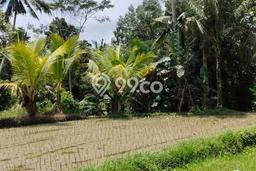 Kavling Tanah Disewakan di Tegallalang Gianyar Luas 1500m2 Strategis Kavling Tanah Disewakan di Tegallalang Gianyar Luas 1500m2 Strategis