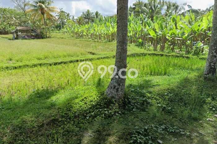 Tanah Kosong Dijual di Gianyar dengan Area 1000m2 Tanah Kosong Dijual di Gianyar dengan Area 1000m2