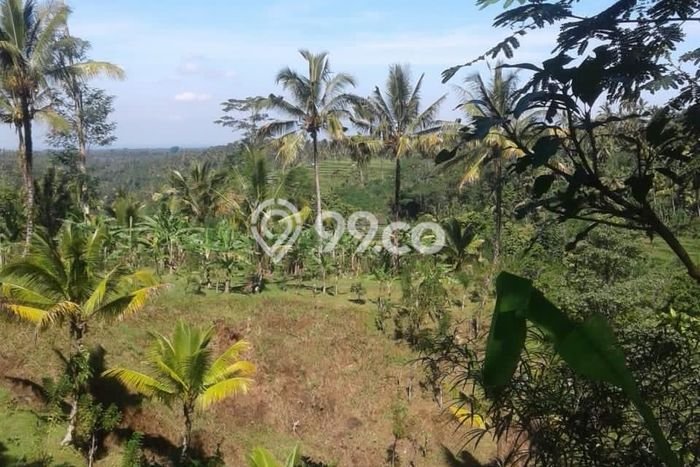 Kavling Tanah di Payangan Dijual Luas 140000m2 Legalitas SHM Kavling Tanah di Payangan Dijual Luas 140000m2 Legalitas SHM
