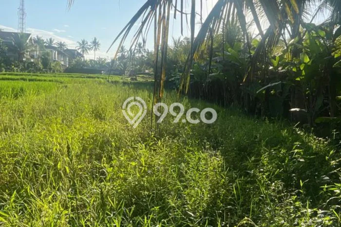 Kavling Tanah Disewakan di Ubud Gianyar Luas 1750m2 Strategis Kavling Tanah Disewakan di Ubud Gianyar Luas 1750m2 Strategis
