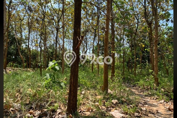 Tanah Kavling di Jatirogo Dijual dengan Luas 18320m2 Tanah Kavling di Jatirogo Dijual dengan Luas 18320m2