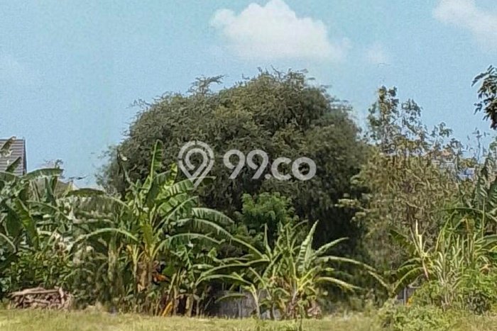 Jarang Ada! Tanah Kavling Disewakan di Badung 1800m2 Jarang Ada! Tanah Kavling Disewakan di Badung 1800m2