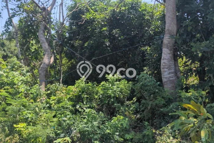 Jarang Ada! Tanah Kavling Disewakan di Badung 930m2 Jarang Ada! Tanah Kavling Disewakan di Badung 930m2