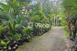 Kavling Tanah untuk Dijual di canggu, Badung, Luas 320m2 Kavling Tanah untuk Dijual di canggu, Badung, Luas 320m2
