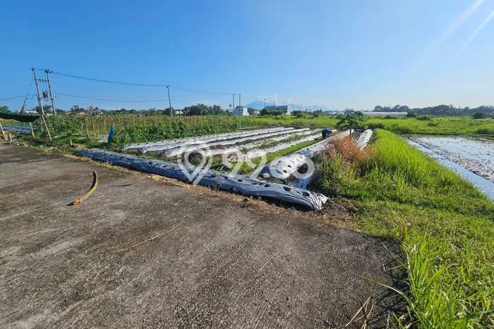 Tanah Kosong Dijual di Tabanan dengan Area 500m2 Tanah Kosong Dijual di Tabanan dengan Area 500m2