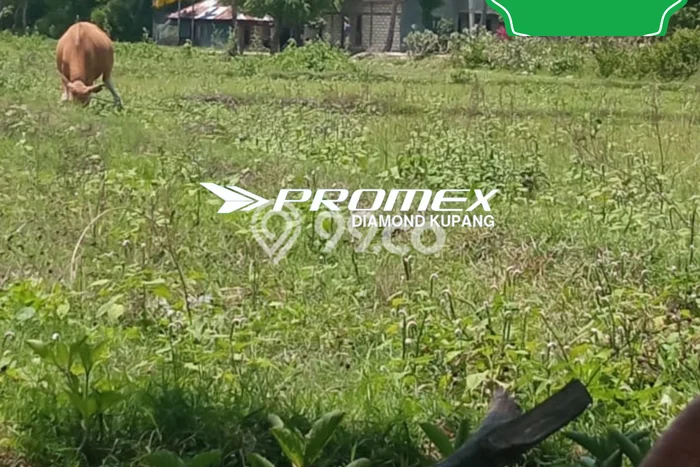 Tanah Strategis Dijual di Amarasi Kupang 7901m2 Tanah Strategis Dijual di Amarasi Kupang 7901m2