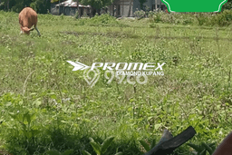 Tanah Strategis Dijual di Amarasi Kupang 7901m2 Tanah Strategis Dijual di Amarasi Kupang 7901m2