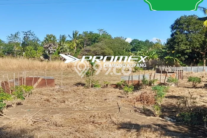 Dijual Tanah di Maulafa Kupang Luas 10000m2 SHM Dijual Tanah di Maulafa Kupang Luas 10000m2 SHM