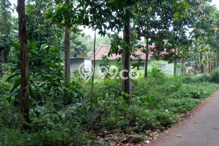 Untuk Dijual Tanah di Setu Bekasi Luas 981m2 SHM Untuk Dijual Tanah di Setu Bekasi Luas 981m2 SHM