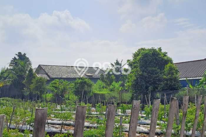 Tanah untuk Dijual di Ciomas Bogor Luas 1282m2 Tanah untuk Dijual di Ciomas Bogor Luas 1282m2