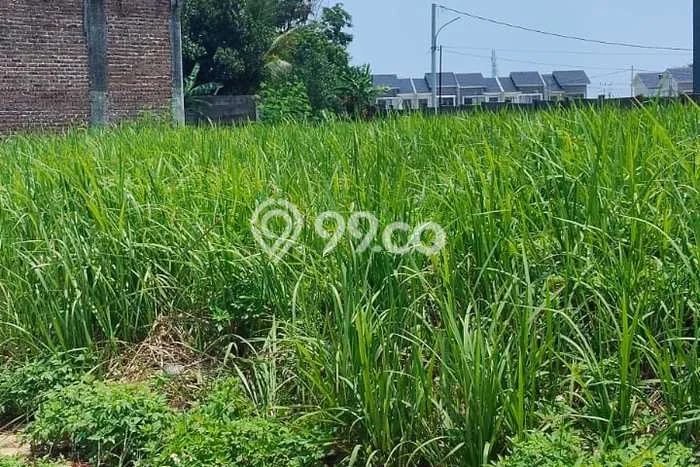 Untuk Dijual Tanah di Tapos Depok Luas 123m2 SHM Untuk Dijual Tanah di Tapos Depok Luas 123m2 SHM