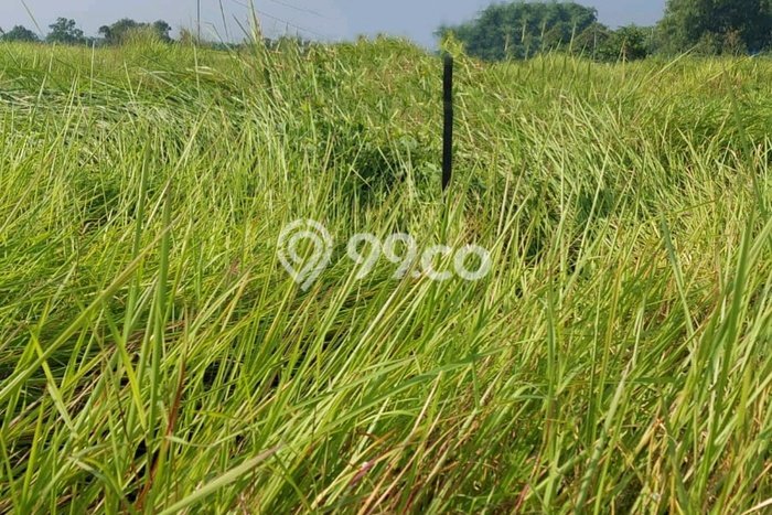 HARGA MENARIK! Tanah Kawasan Menganti, Luas 308m2m², Area Nyaman, Bebas Banjir HARGA MENARIK! Tanah Kawasan Menganti, Luas 308m2m², Area Nyaman, Bebas Banjir