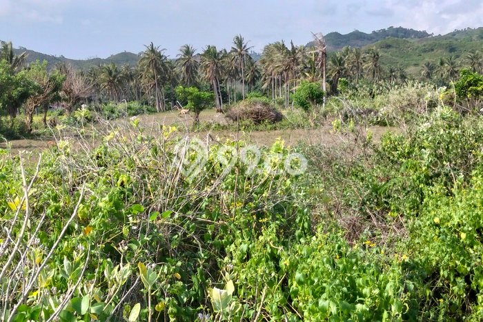 Untuk Dijual Tanah di Lombok Barat, Luas 13200m2 SHM Untuk Dijual Tanah di Lombok Barat, Luas 13200m2 SHM
