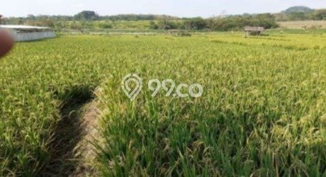 Tanah Komersial Dijual di Cigasong Majalengka 40000m2 Tanah Komersial Dijual di Cigasong Majalengka 40000m2