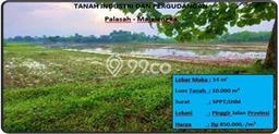 Jarang Ada! Tanah di Palasah Punya Luas 10000m2 - Jarang Ada! Tanah di Palasah Punya Luas 10000m2 -