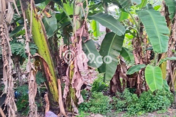 Tanah Kavling di Curug Dijual dengan Luas 1250m2 Tanah Kavling di Curug Dijual dengan Luas 1250m2