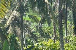 Lahan Strategis di Selemadeg Dijual dengan Luas 7450m2 Lahan Strategis di Selemadeg Dijual dengan Luas 7450m2
