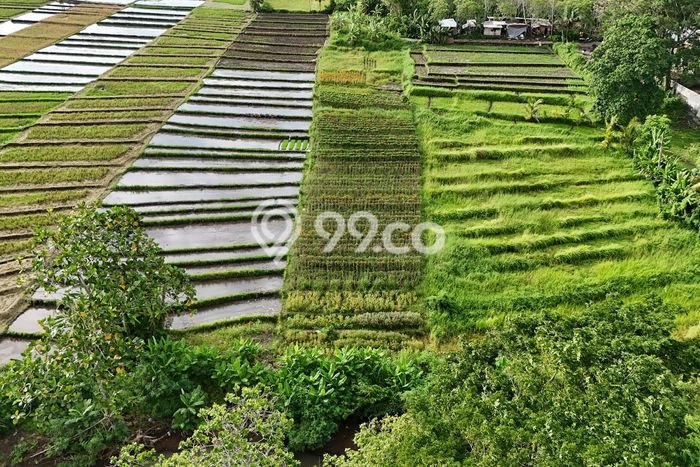 Lahan Dijual Lokasi Strategis di Tabanan dengan Luas 1900m2 Lahan Dijual Lokasi Strategis di Tabanan dengan Luas 1900m2