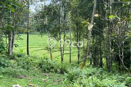 Tanah Dijual Lokasi Selemadeg Tabanan SHM Tanah Dijual Lokasi Selemadeg Tabanan SHM