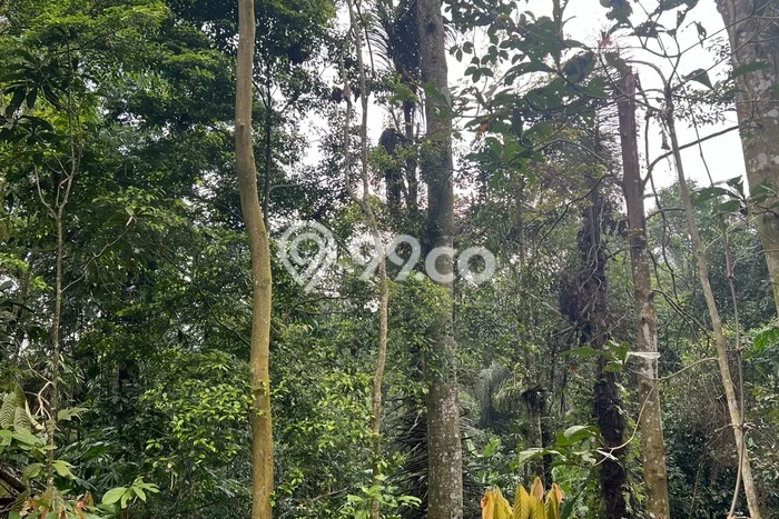 Tanah Area Berkembang Kawasan Penebel, Luas 1400m², Lingkungan Asri, Akses Penebel, Tabanan, Tabanan Tanah Area Berkembang Kawasan Penebel, Luas 1400m², Lingkungan Asri, Akses Penebel, Tabanan, Tabanan
