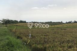 Jarang Ada! Tanah di Tabanan Punya Luas 1230m2 SHM Jarang Ada! Tanah di Tabanan Punya Luas 1230m2 SHM