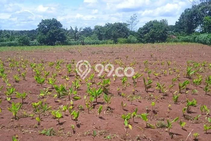 Lahan Kosong Dijual di Lebak dengan Area 14000m2 Lahan Kosong Dijual di Lebak dengan Area 14000m2