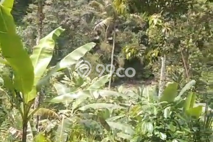 Tanah Kavling Dijual di Antosari, Tabanan dengan Luas Tanah 10000m2 Tanah Kavling Dijual di Antosari, Tabanan dengan Luas Tanah 10000m2