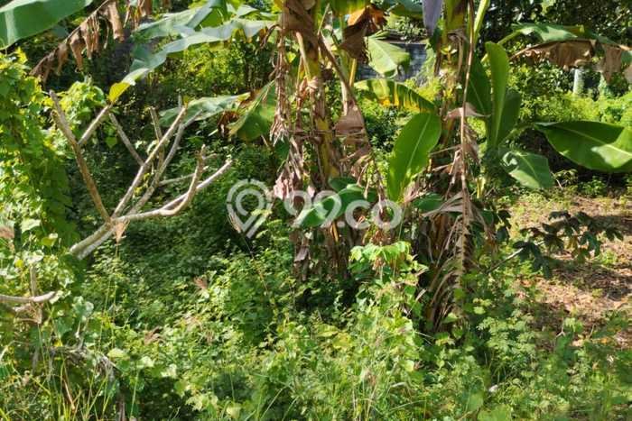 Disewakan Tanah di , Luas 400m2m², Area Premium Disewakan Tanah di , Luas 400m2m², Area Premium