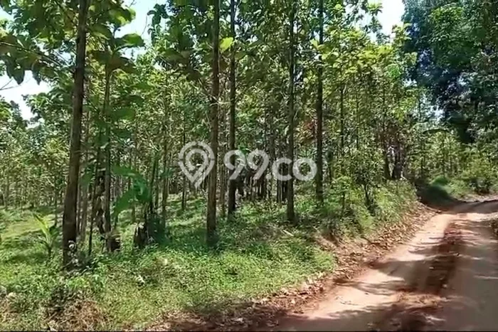 Tanah Dijual Lokasi Maja, Lebak Luas 30797m2 Legalitas Aman Tanah Dijual Lokasi Maja, Lebak Luas 30797m2 Legalitas Aman