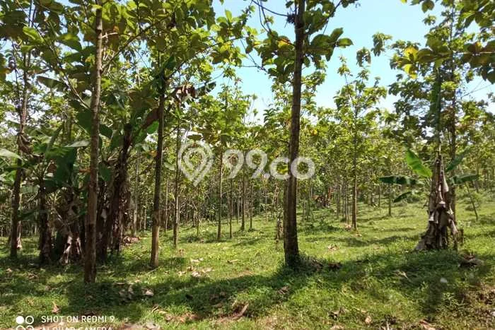 Tanah Dijual Lokasi Maja, Lebak Luas 30797m2 Legalitas Aman Tanah Dijual Lokasi Maja, Lebak Luas 30797m2 Legalitas Aman