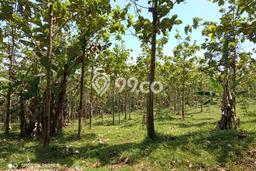 Tanah Dijual Lokasi Maja, Lebak Luas 30797m2 Legalitas Aman Tanah Dijual Lokasi Maja, Lebak Luas 30797m2 Legalitas Aman