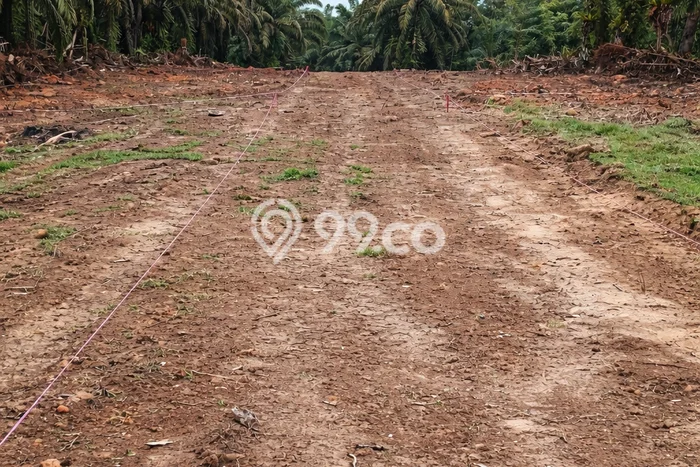 Lahan Investasi Lokasi Kongbeng Kutai Timur SHM Lahan Investasi Lokasi Kongbeng Kutai Timur SHM