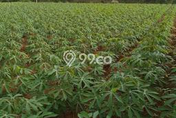 Tanah Dijual Lokasi Bojong Gede, Bogor Luas 525m2 Legalitas Aman Tanah Dijual Lokasi Bojong Gede, Bogor Luas 525m2 Legalitas Aman