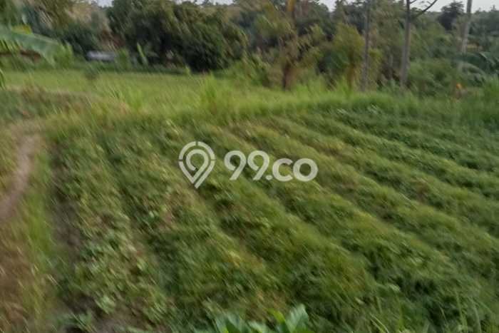 Tanah Kavling untuk Dijual di Buleleng Buleleng 4200m2 Tanah Kavling untuk Dijual di Buleleng Buleleng 4200m2