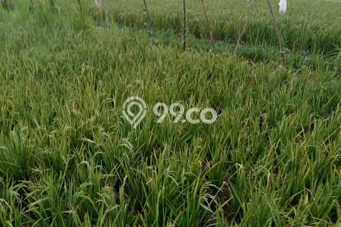 Tanah Kavling untuk Dijual di Buleleng Buleleng 4200m2 Tanah Kavling untuk Dijual di Buleleng Buleleng 4200m2