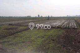 Kavling Tanah Dijual di Jombang Jombang Spesifikasi 4000m2 Kavling Tanah Dijual di Jombang Jombang Spesifikasi 4000m2