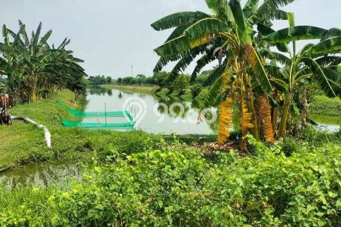 Lahan Strategis di Bungah Dijual dengan Luas 6969m2 Lahan Strategis di Bungah Dijual dengan Luas 6969m2